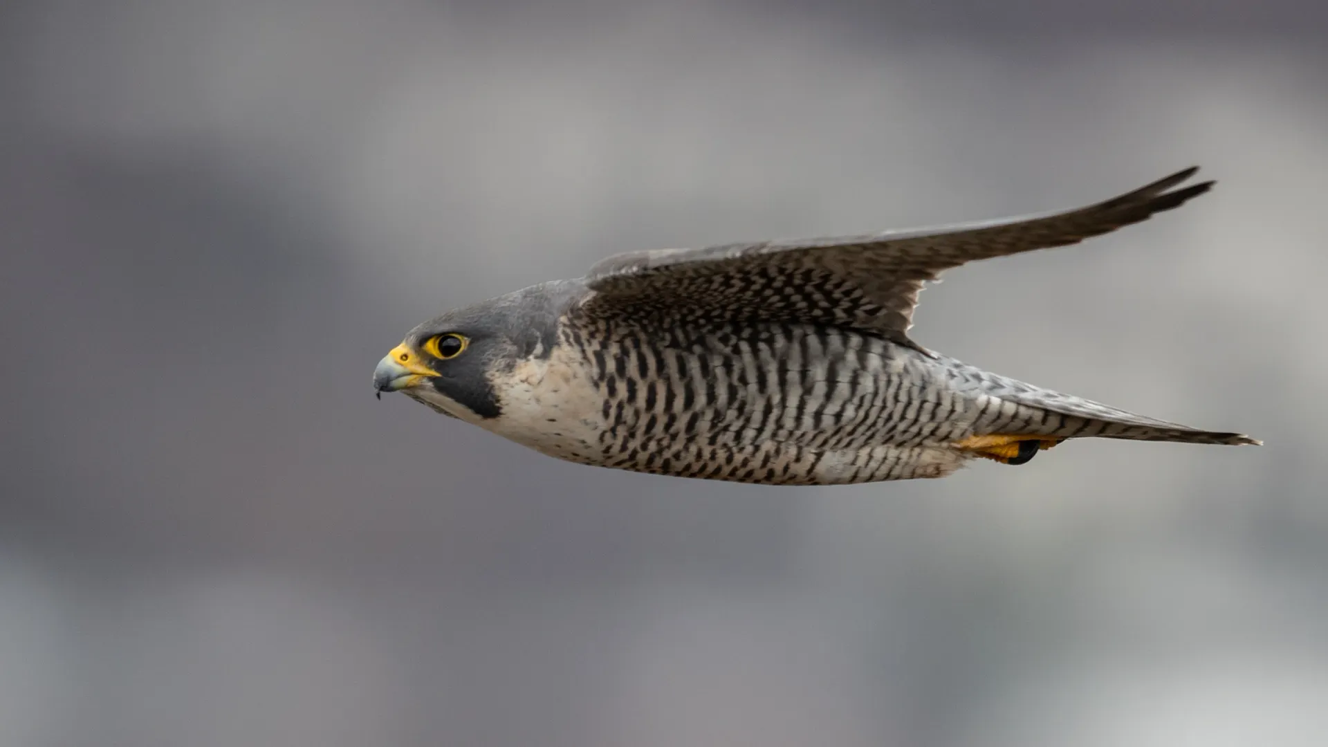 Фото: Harry Collins Photography / Shutterstock / Fotodom
