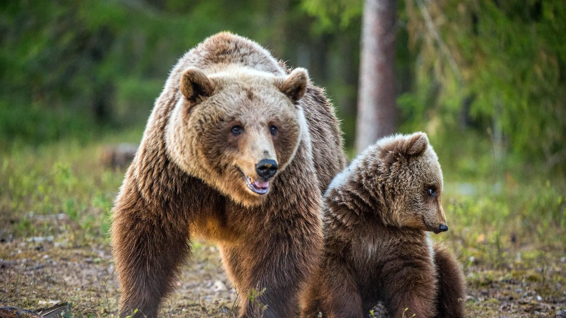 Фото: Sergey Uryadnikov / Shutterstock / Fotodom