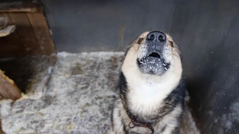 Фото: Юрий Матяш / «Ямал-Медиа»