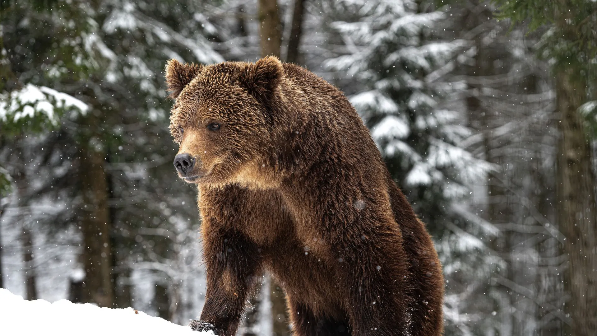 Фото: Sergii Chernov/Shutterstock/Fotodom