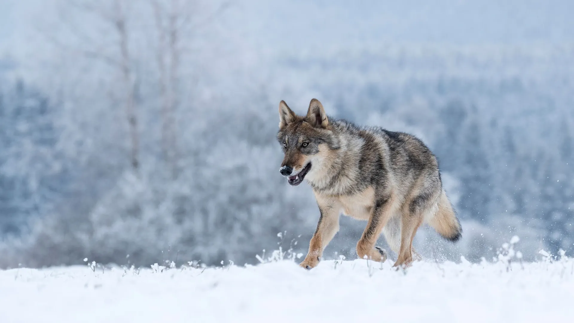 Фото: Vlada Cech /Shutterstock / Fotodom