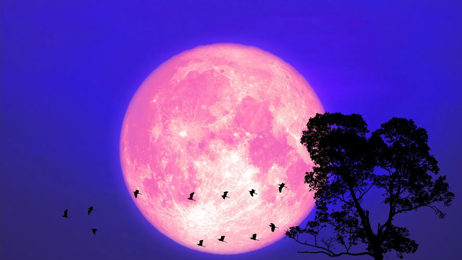 Фото: Darkfoxelixir/Shutterstock/Fotodom