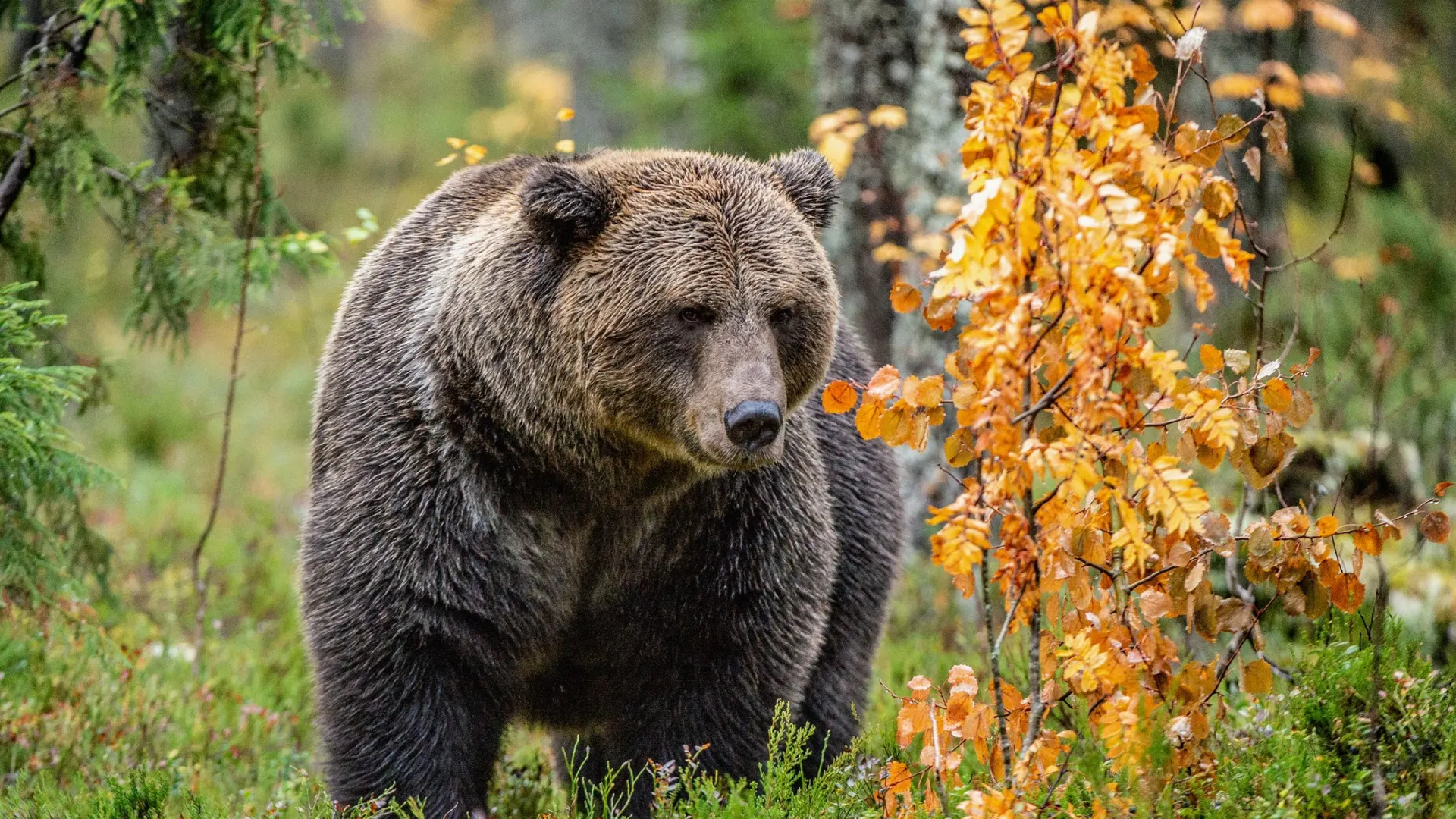 Фото: Sergey Uryadnikov / Shutterstock / Fotodom