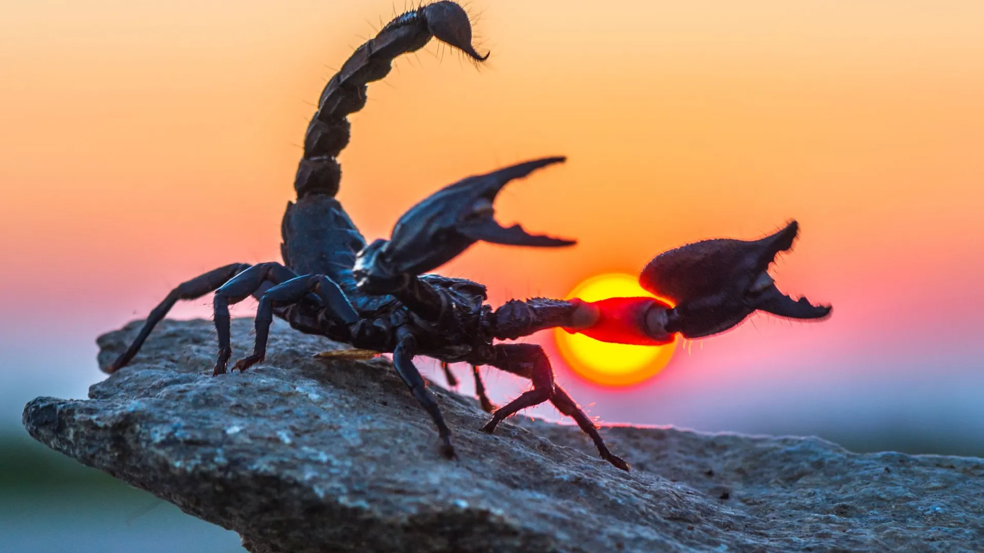 Фото: Vaclav Sebek / Shutterstock / Fotodom