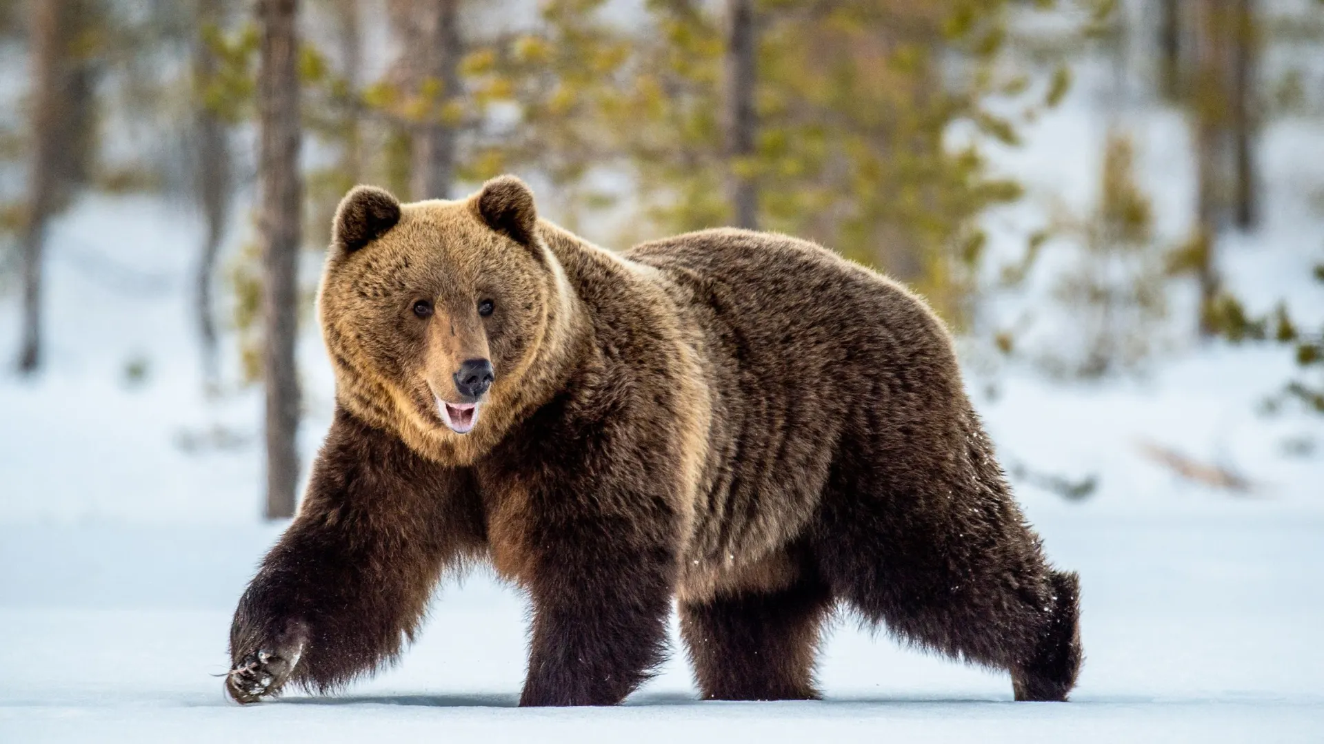 Фото: Sergey Uryadnikov/Shutterstock/Fotodom