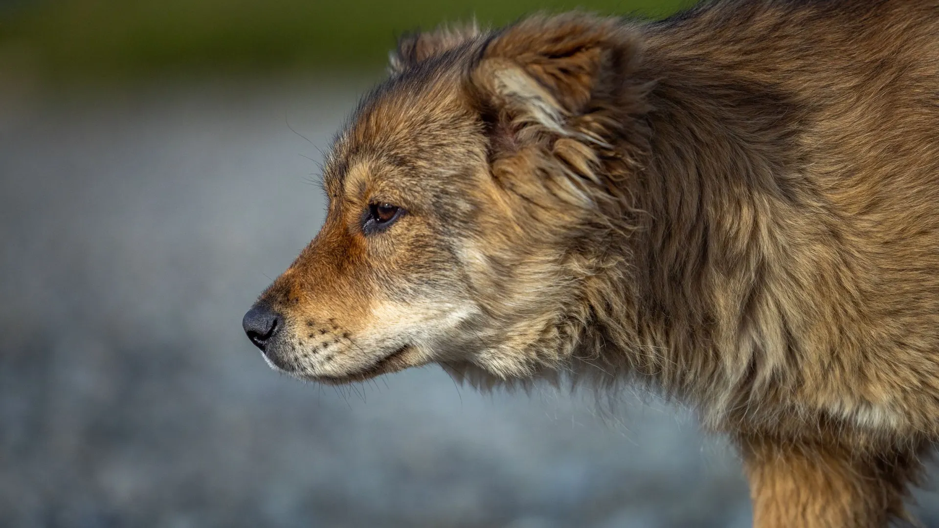 Фото: Федор Воронов / «Ямал-Медиа»