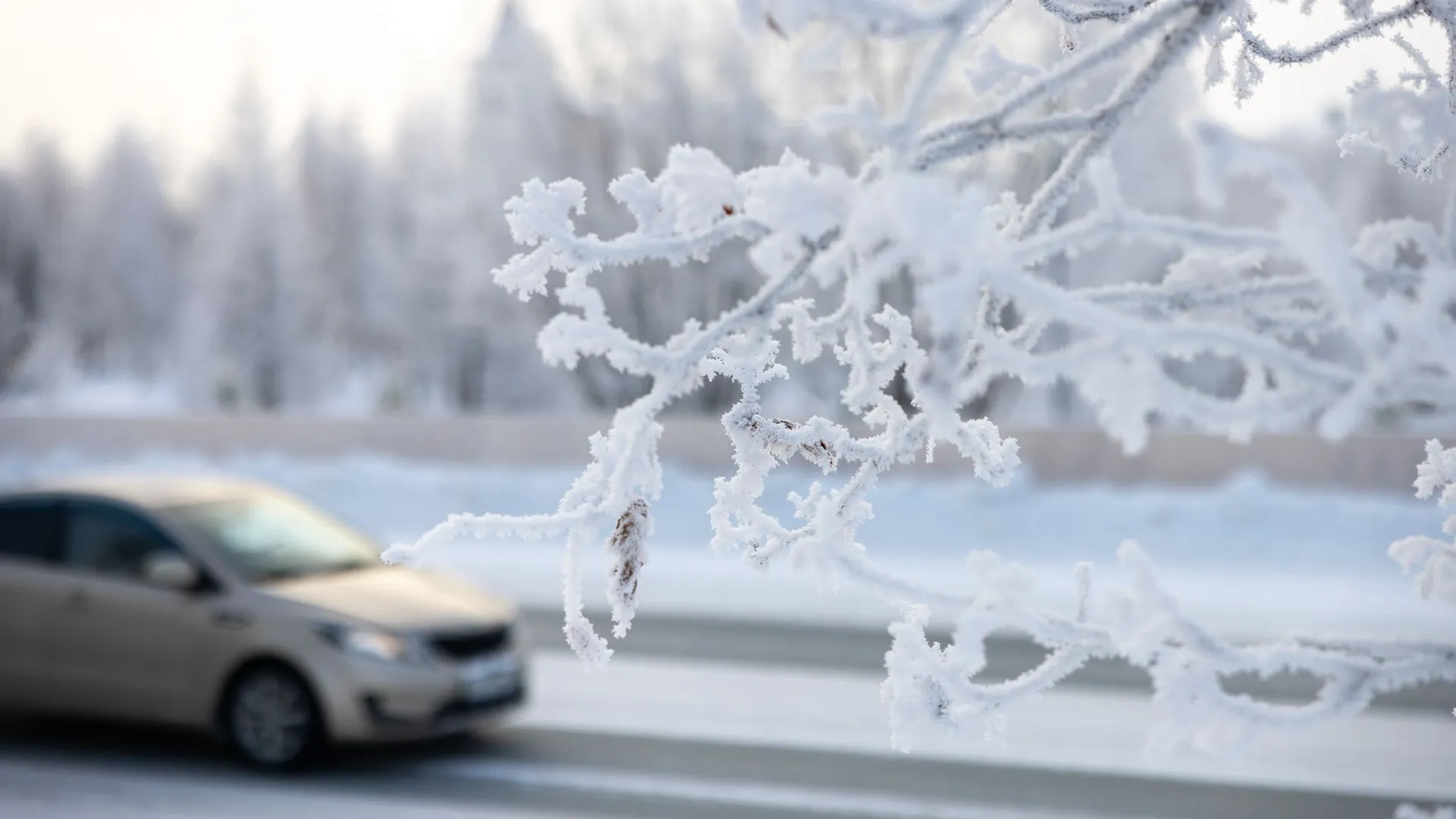Фото: Федор Воронов / «Ямал-Медиа»