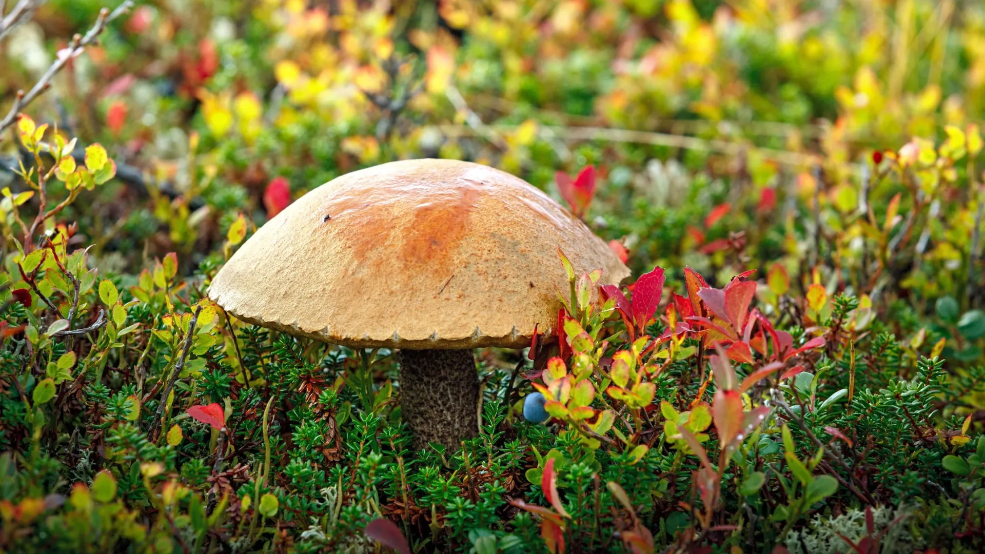 Фото: AlexussK/Shutterstock/Fotodom