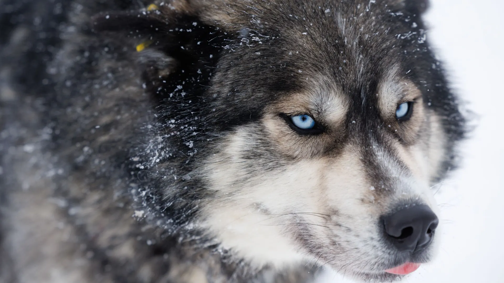 Серьезный «парень» с пронзительным взглядом покорил сердце и запал в душу. Фото: Юлия Чудинова / «Ямал-Медиа»