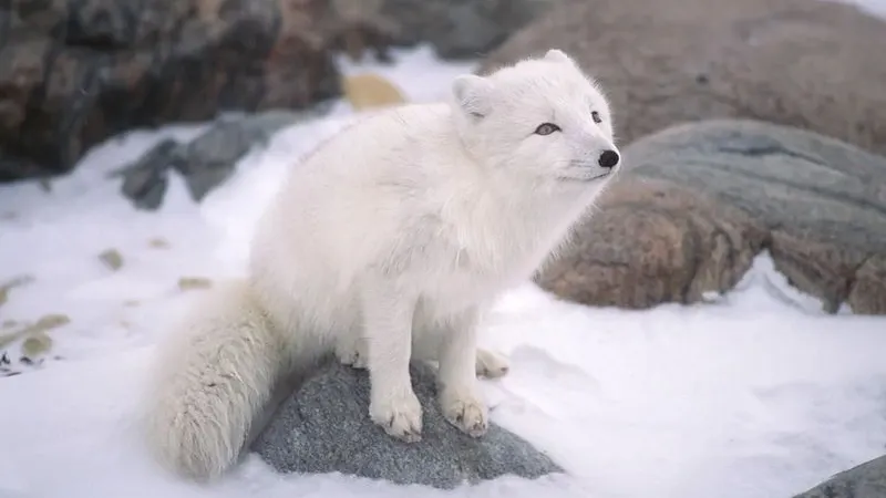 Фото: outdoorsman/Shutterstock/Fotodom