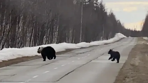 Фото: кадр из видео vk.com/zloynadym