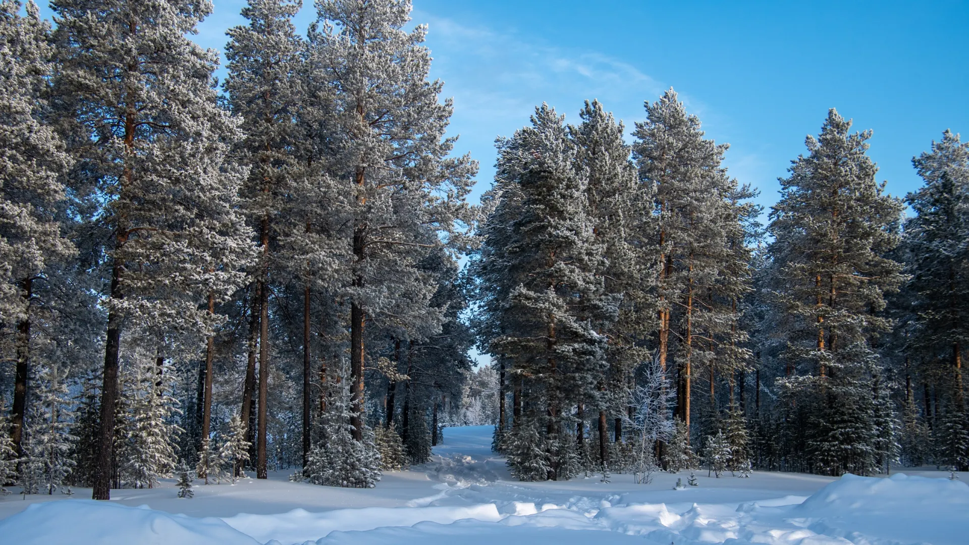 Поймать дзен и слиться с природой можно просто глядя на это фото из Ноябрьска. Фото: Юрий Здебский / «Ямал-Медиа»