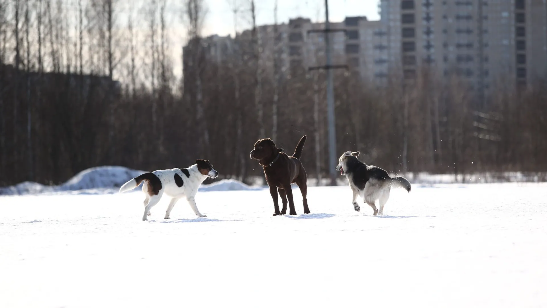 Фото: Alex Zotov / Shutterstock / Fotodom