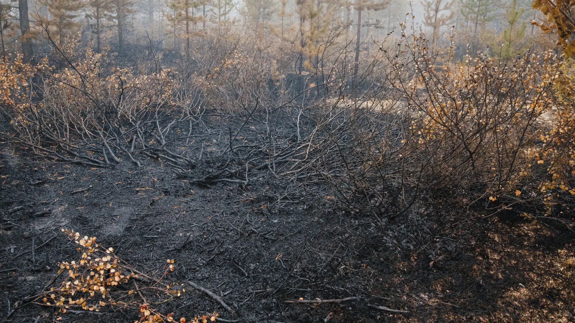 Фото: Алина Дьякова / «Ямал-Медиа»