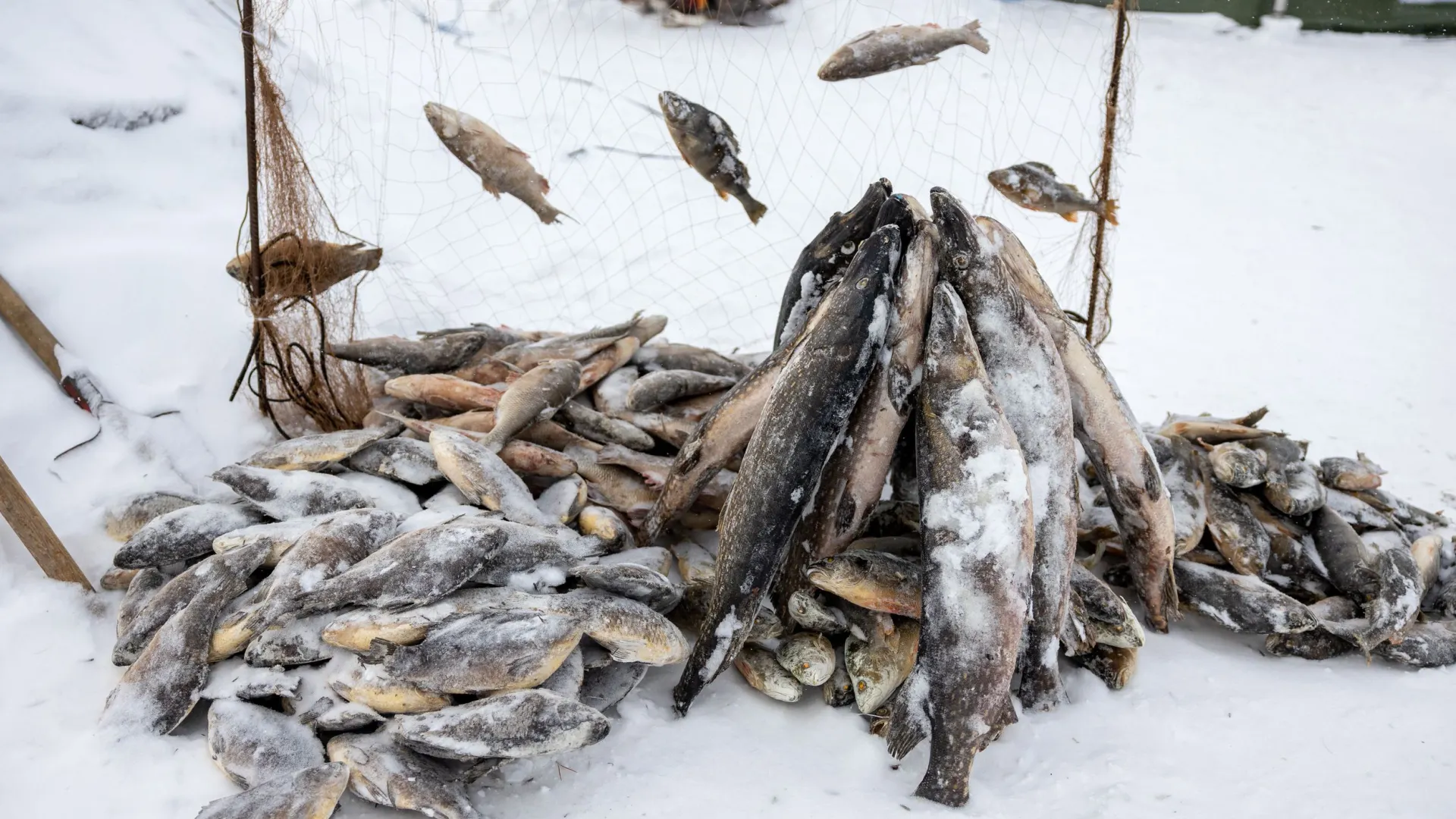 Фото: Федор Воронов / «Ямал-Медиа»