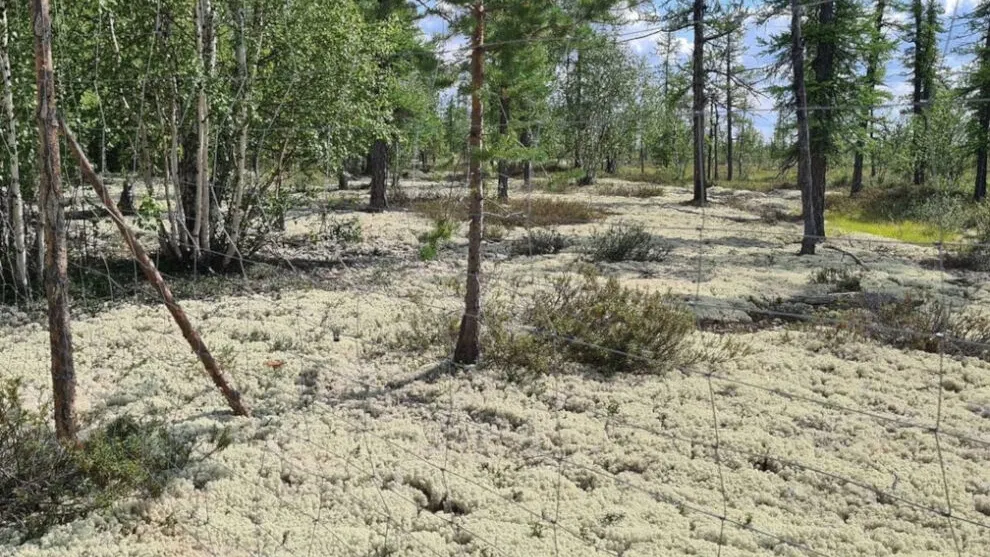 Фото Научного центра изучения Арктики