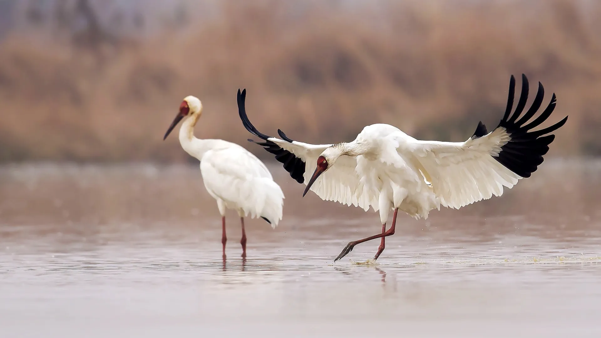 Фото: Wang LiQiang / Shutterstock / Fotodom