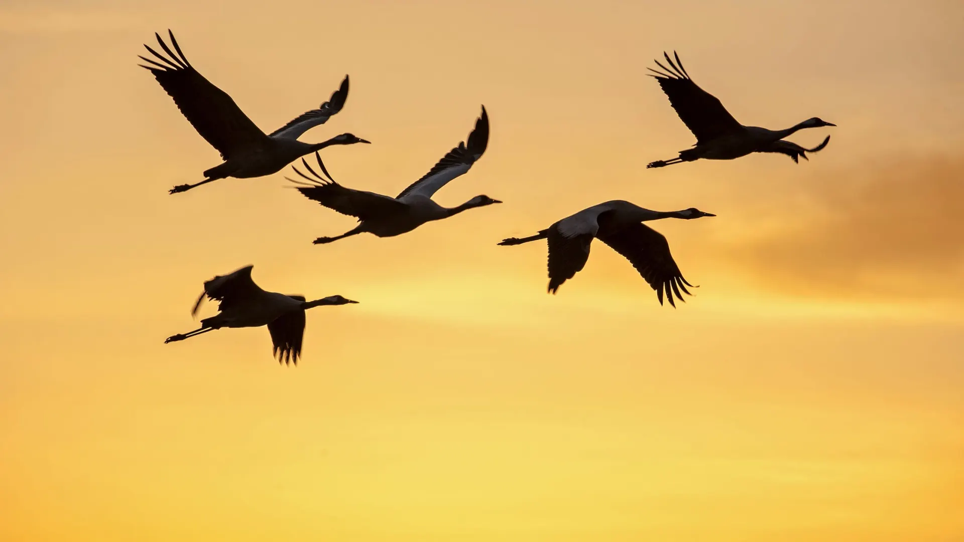 Фото: max shamota / Shutterstock / Fotodom