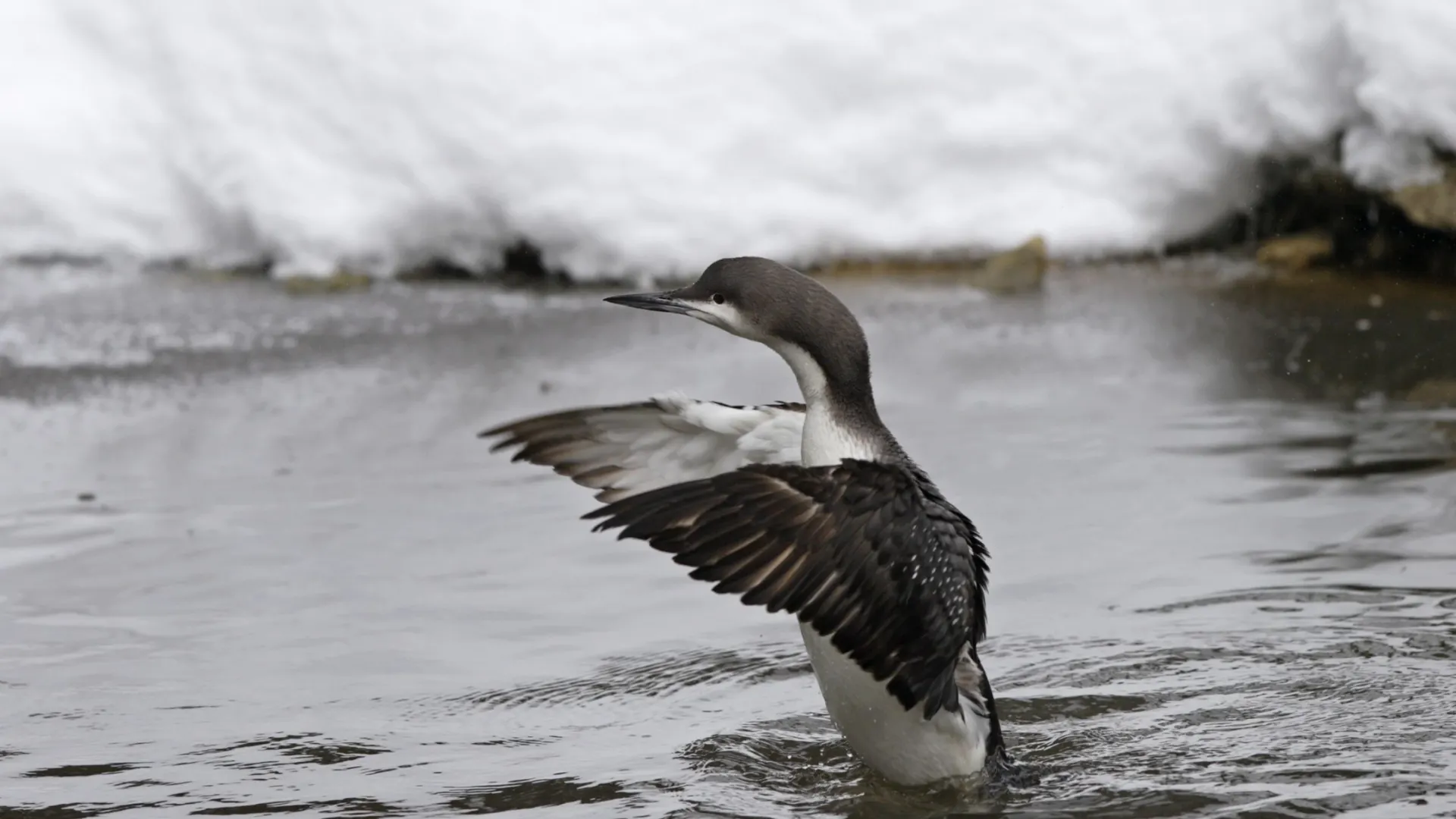 Фото: Bildagentur Zoonar GmbH/Shutterstock/Fotodom