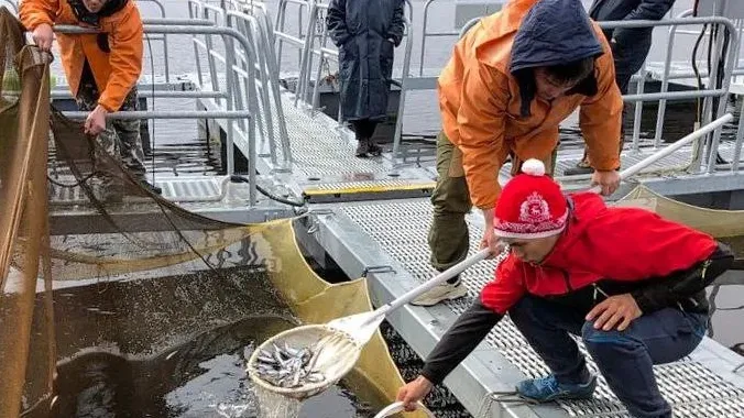 Мальков муксуна специалисты Собского рыбоводного завода выпускают в свободное плавание. Фото: t.me/sobskiyfishfarm. 