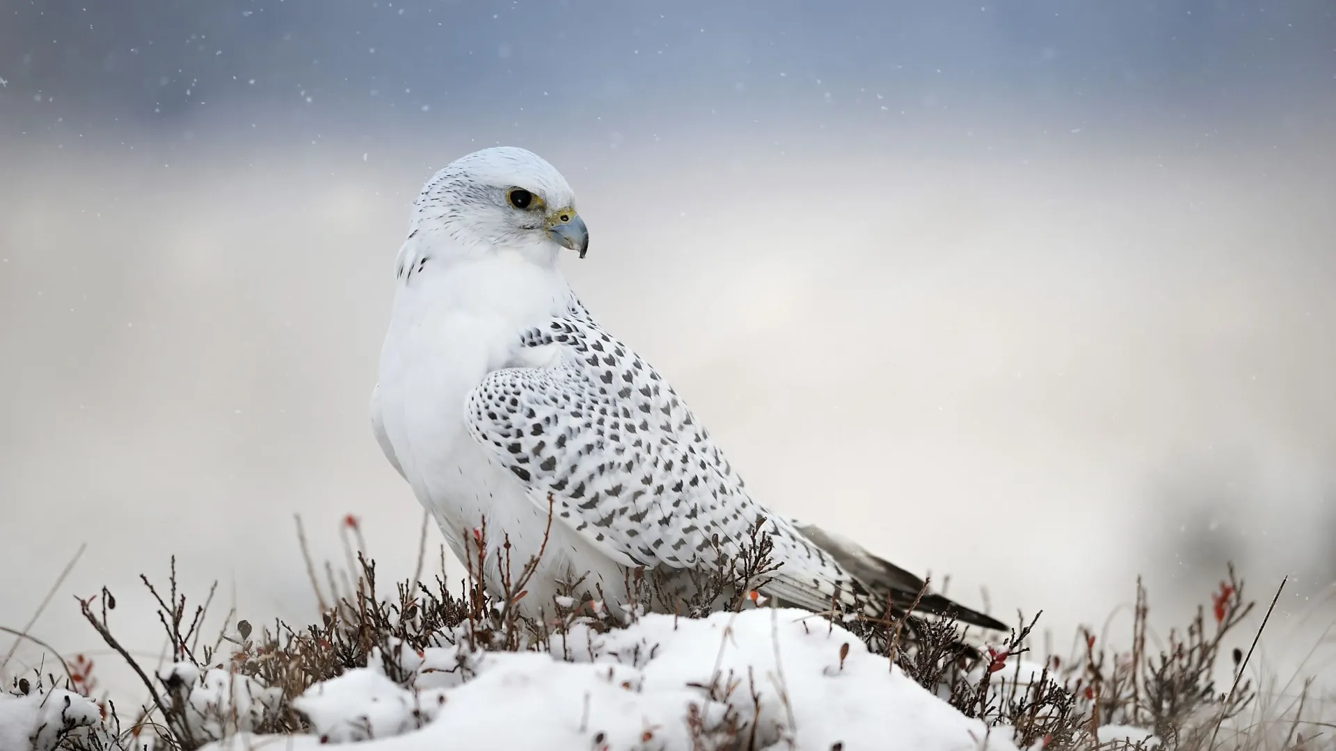 Белых кречетов на Ямале стало больше. Фото: Michal Pesata / Shutterstock / Fotodom