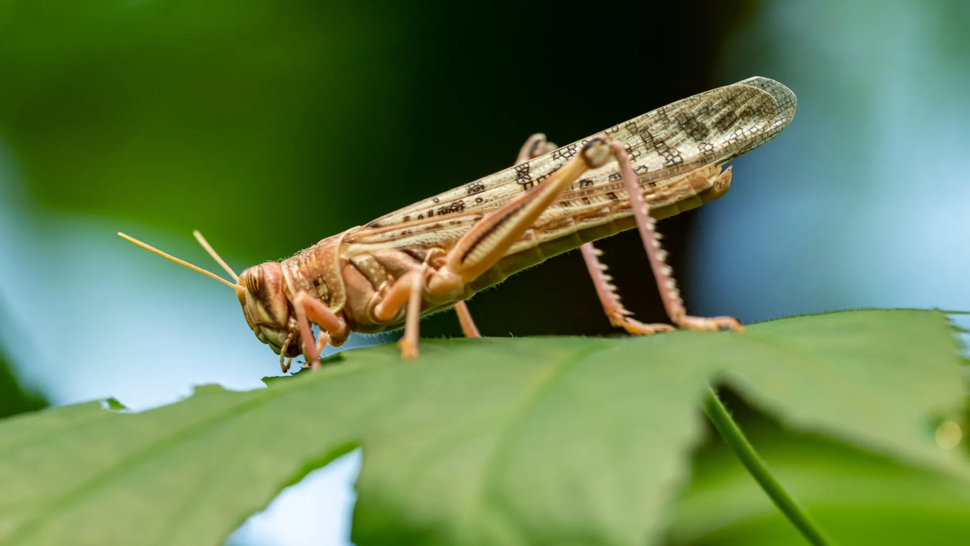 Фото: Petr Ganaj / Shutterstock / Fotodom