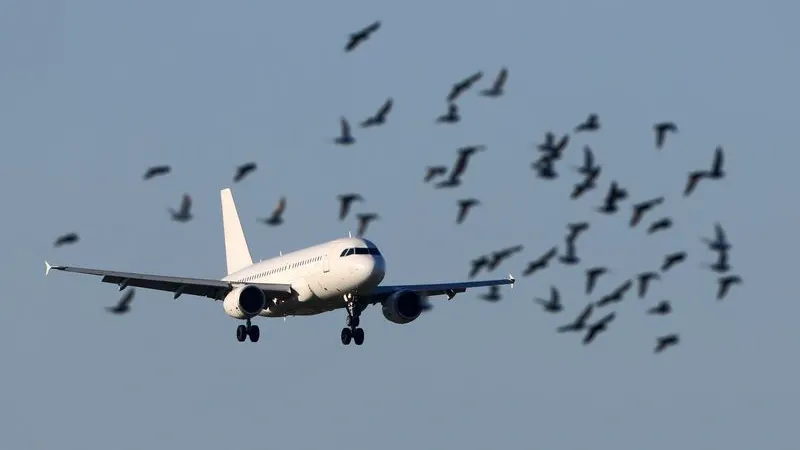 Фото: Fasttailwind/Shutterstock/Fotodom