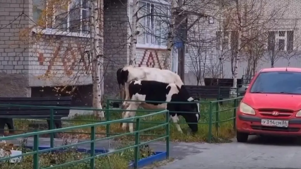 Скрин с видео vk.com/yamalpodslushano