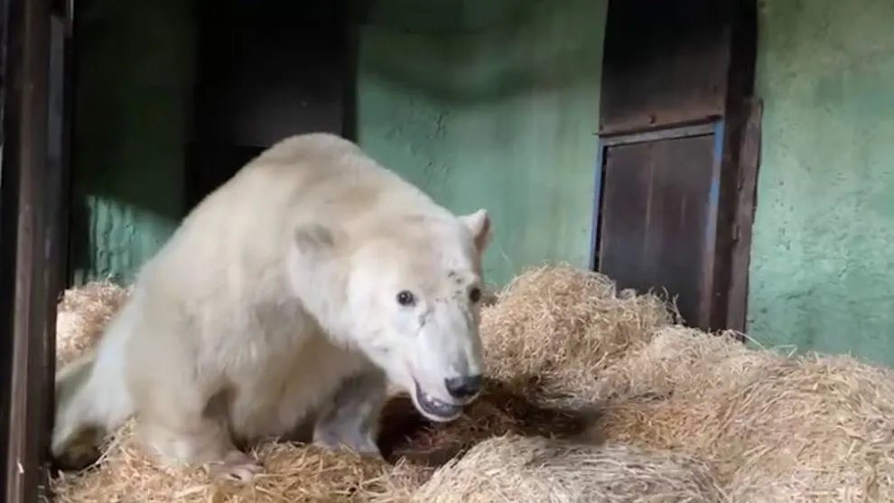 Кадр из видео t.me/svetlanaakulova1