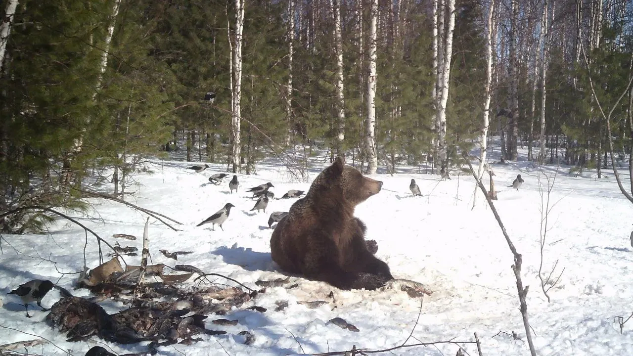 Фото:  Служба по охране биоресурсов ЯНАО