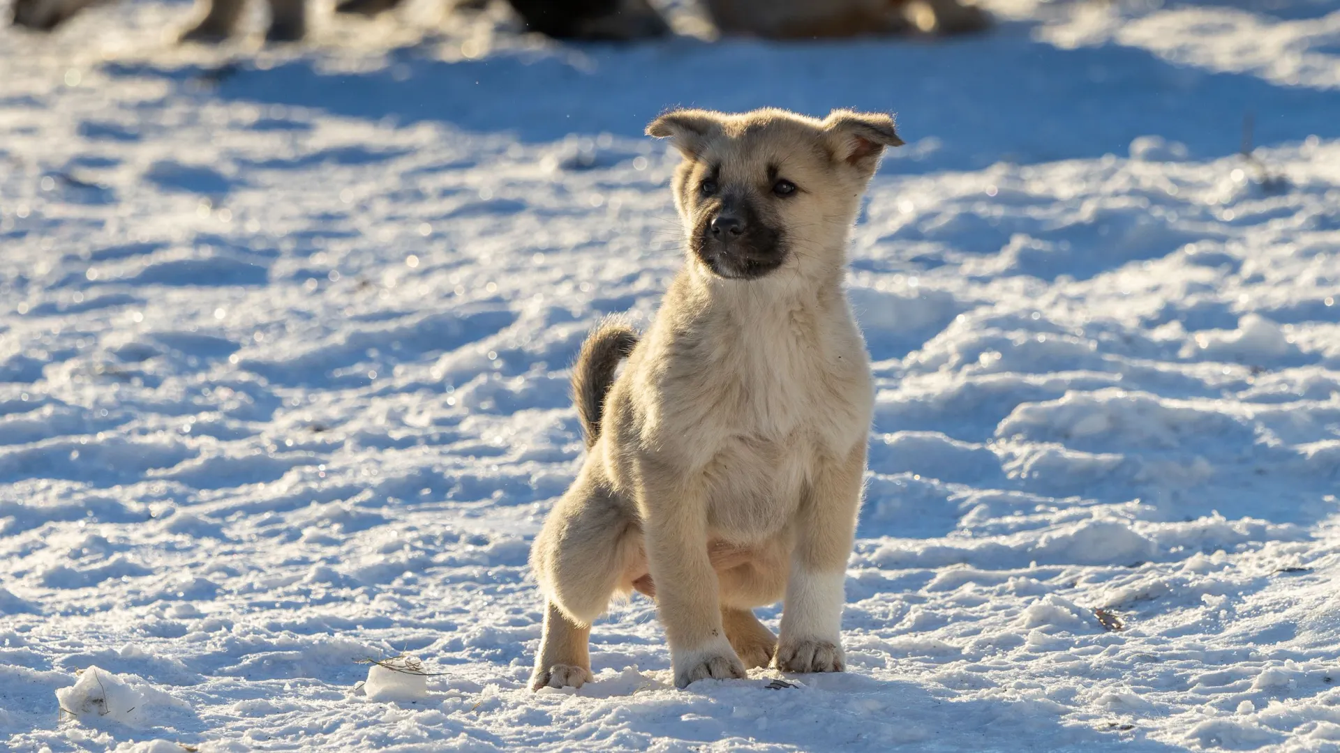 Фото: Федор Воронов / «Ямал-Медиа»