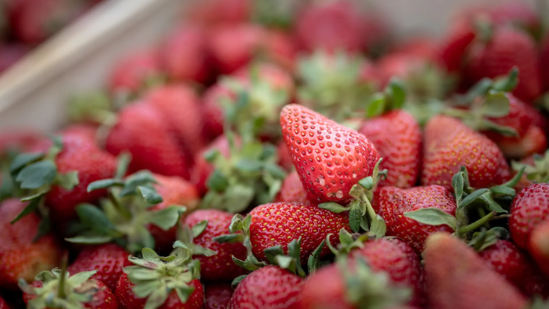 Фото: Сергей Зубков / «Ямал-Медиа»