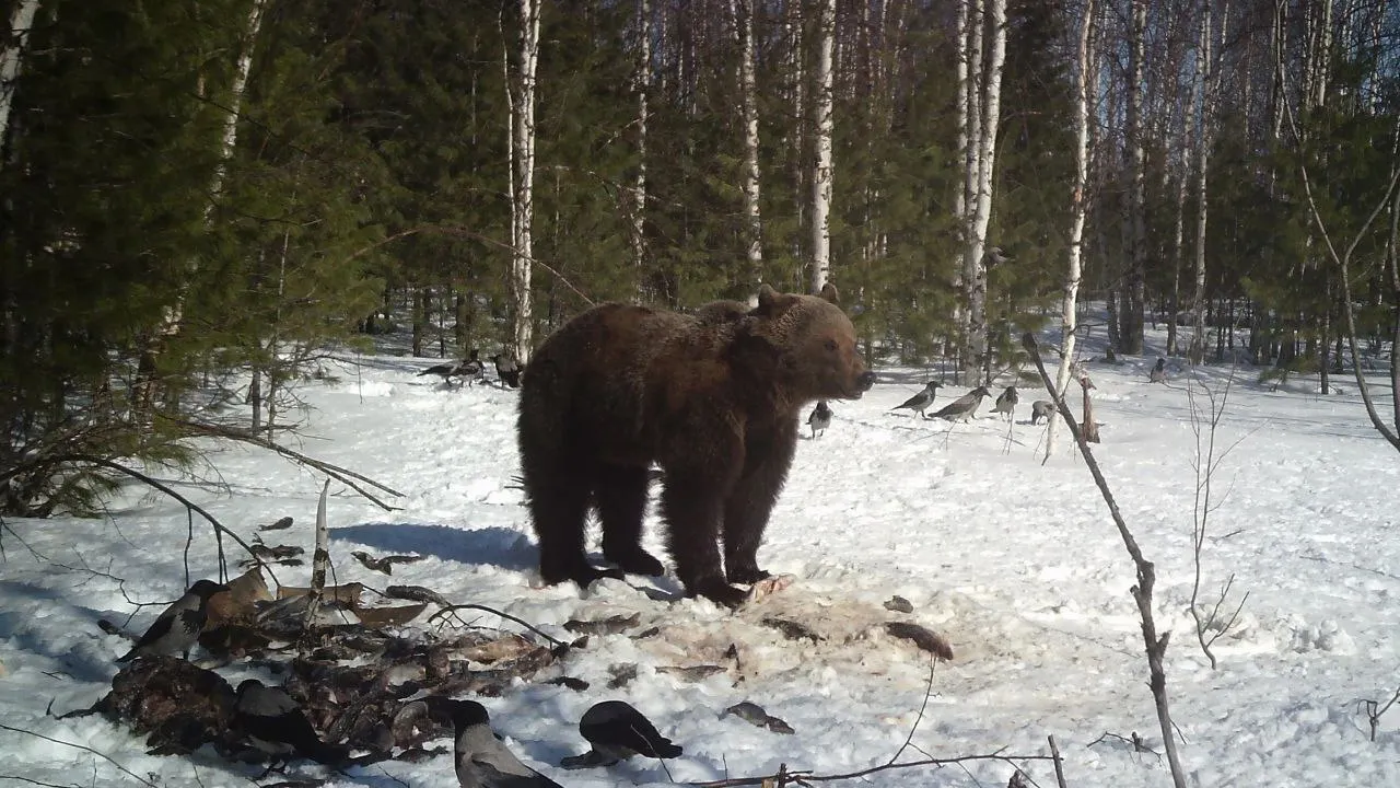 Фото:  Служба по охране биоресурсов ЯНАО