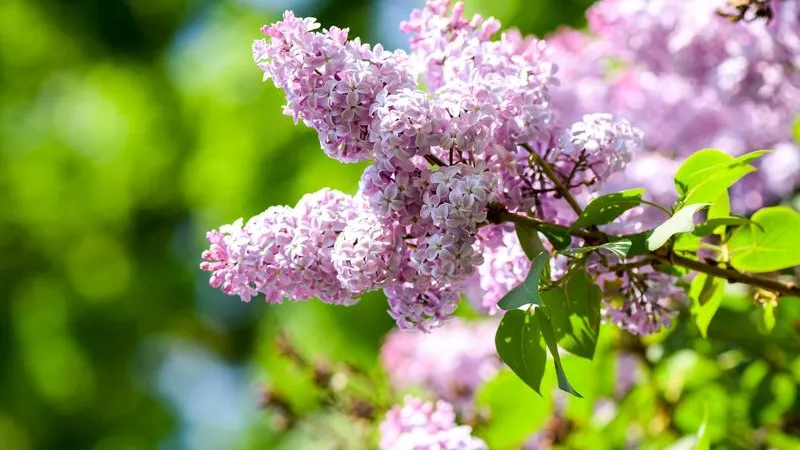 Фото: Sisika/Shutterstock/Fotodom