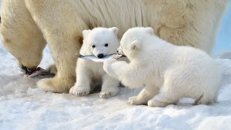 Фото: evaurban/Shutterstock/Fotodom 