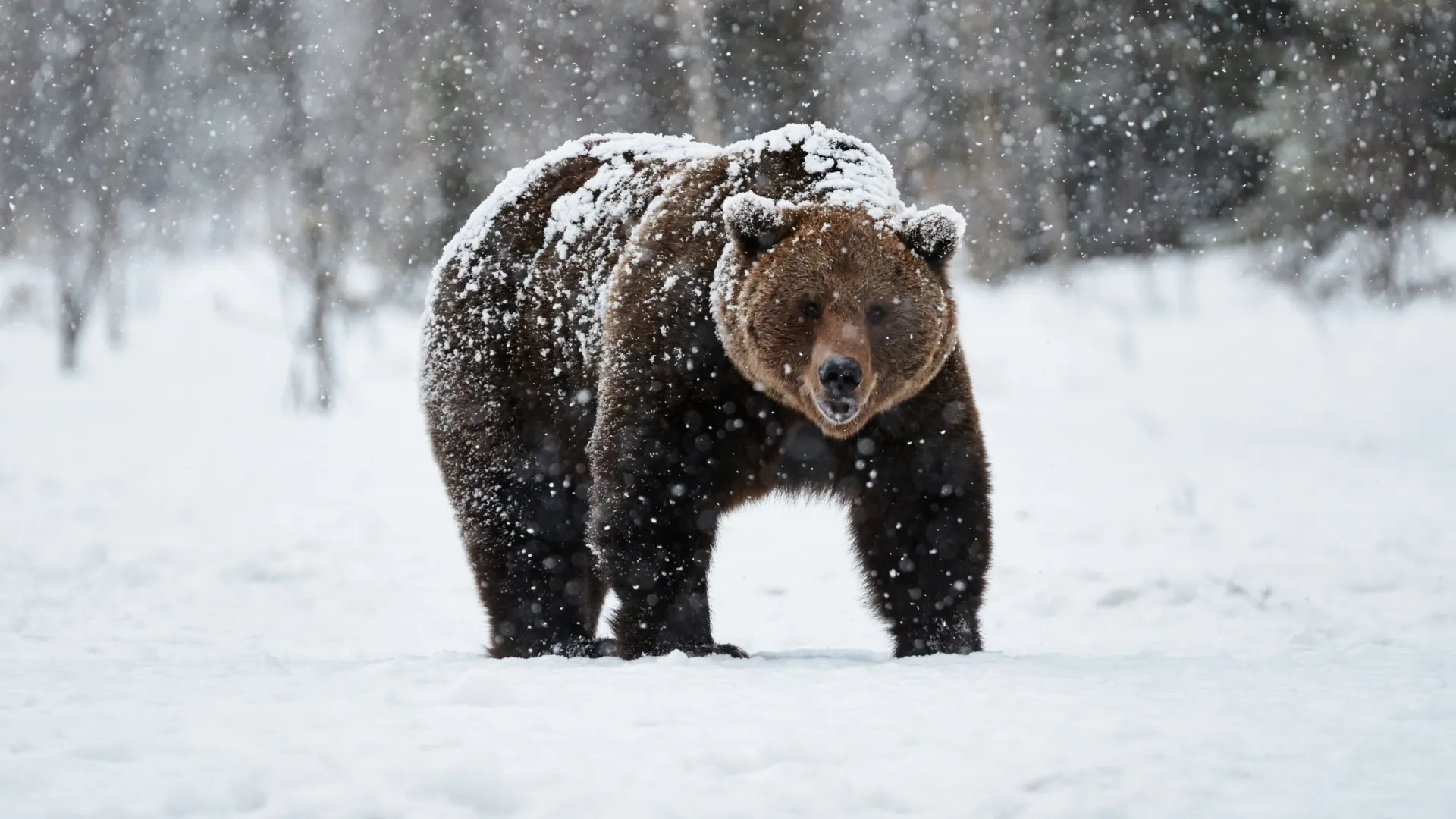 Фото: ArCaLu/Shutterstock/Fotodom