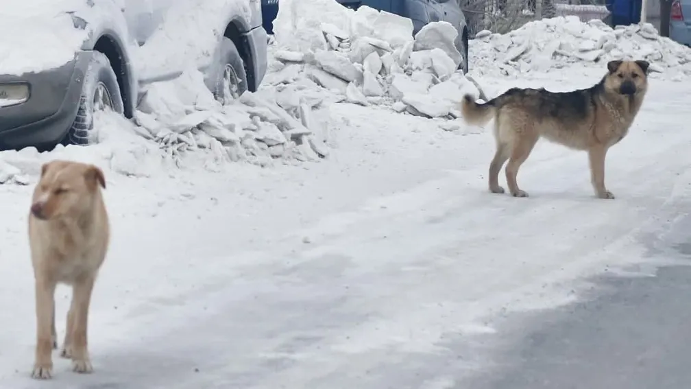 Фото Андрея Ткачева