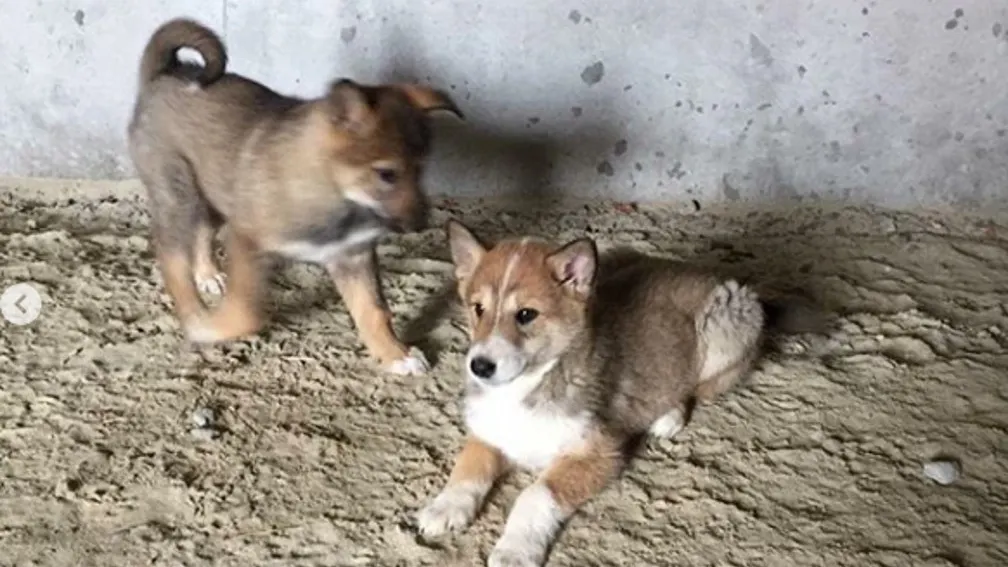 instagram.com/zoohelp_nsk