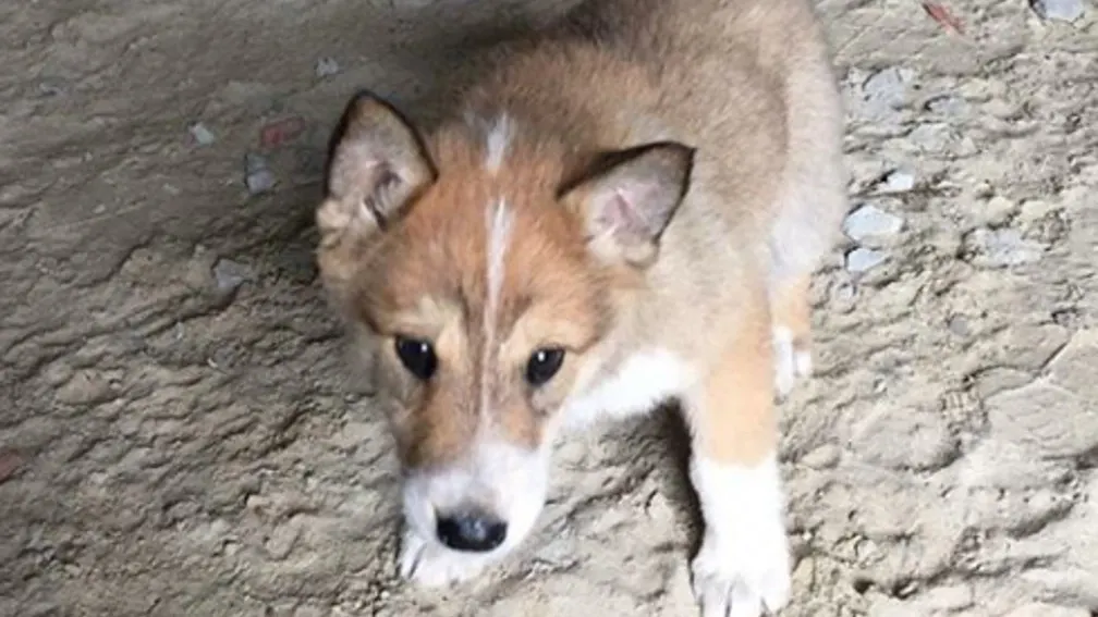 instagram.com/zoohelp_nsk