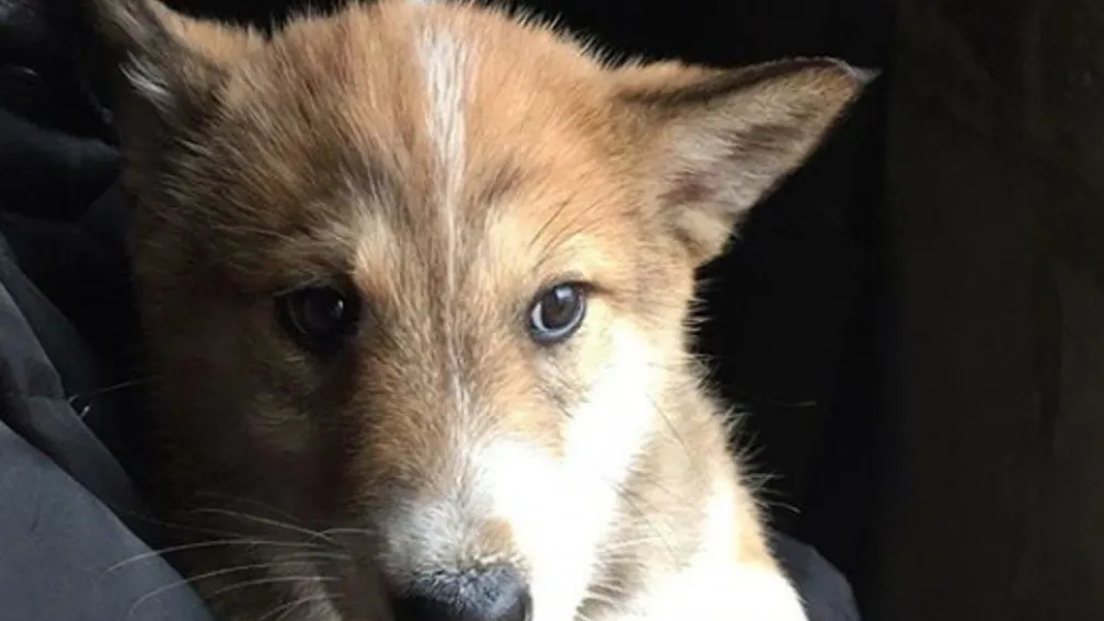 instagram.com/zoohelp_nsk