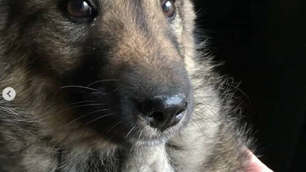 instagram.com/zoohelp_nsk