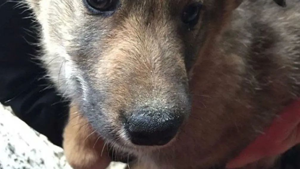 instagram.com/zoohelp_nsk