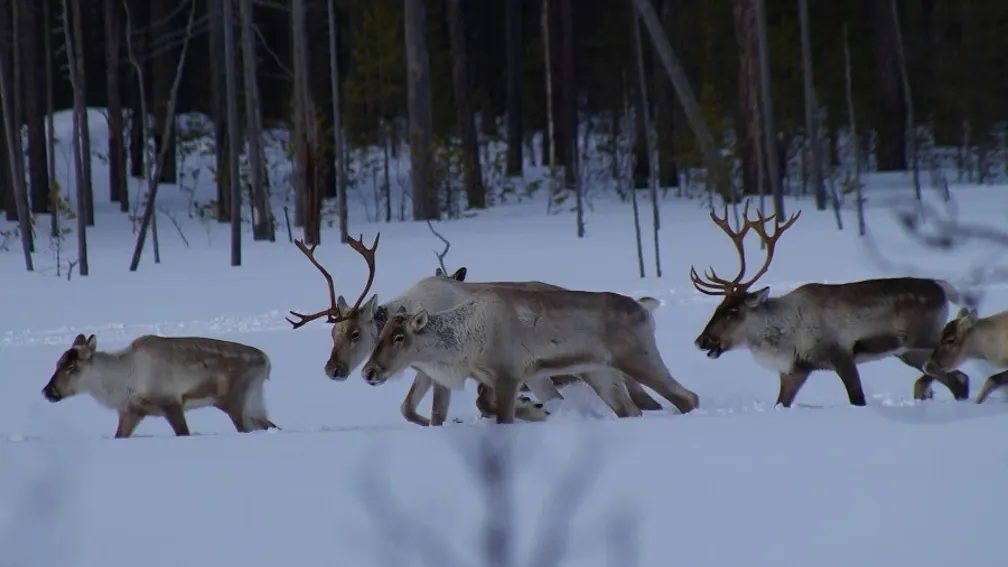 Фото с сайта arctic-info.ru