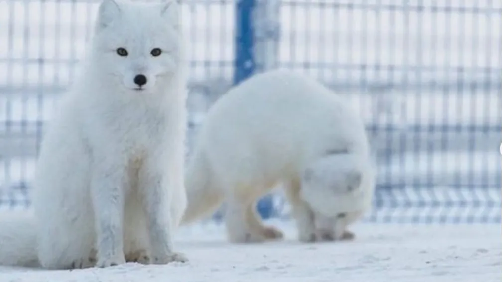 Фото с сайта arctic_lab_yamal