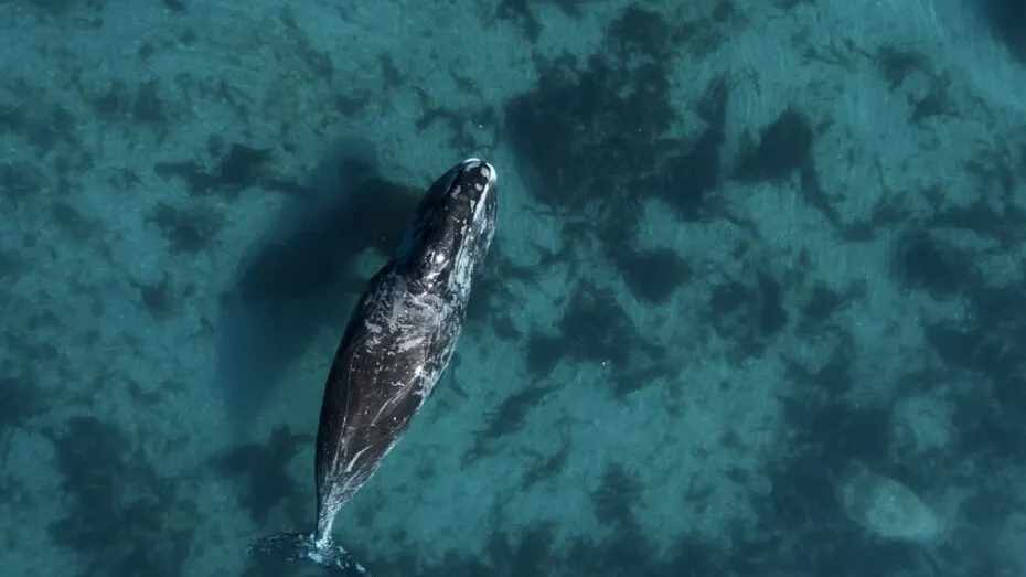 ©Save Whales