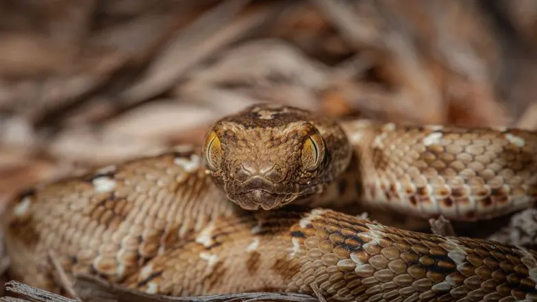 Фото: Sheril Kannoth / Shutterstock / Fotodom