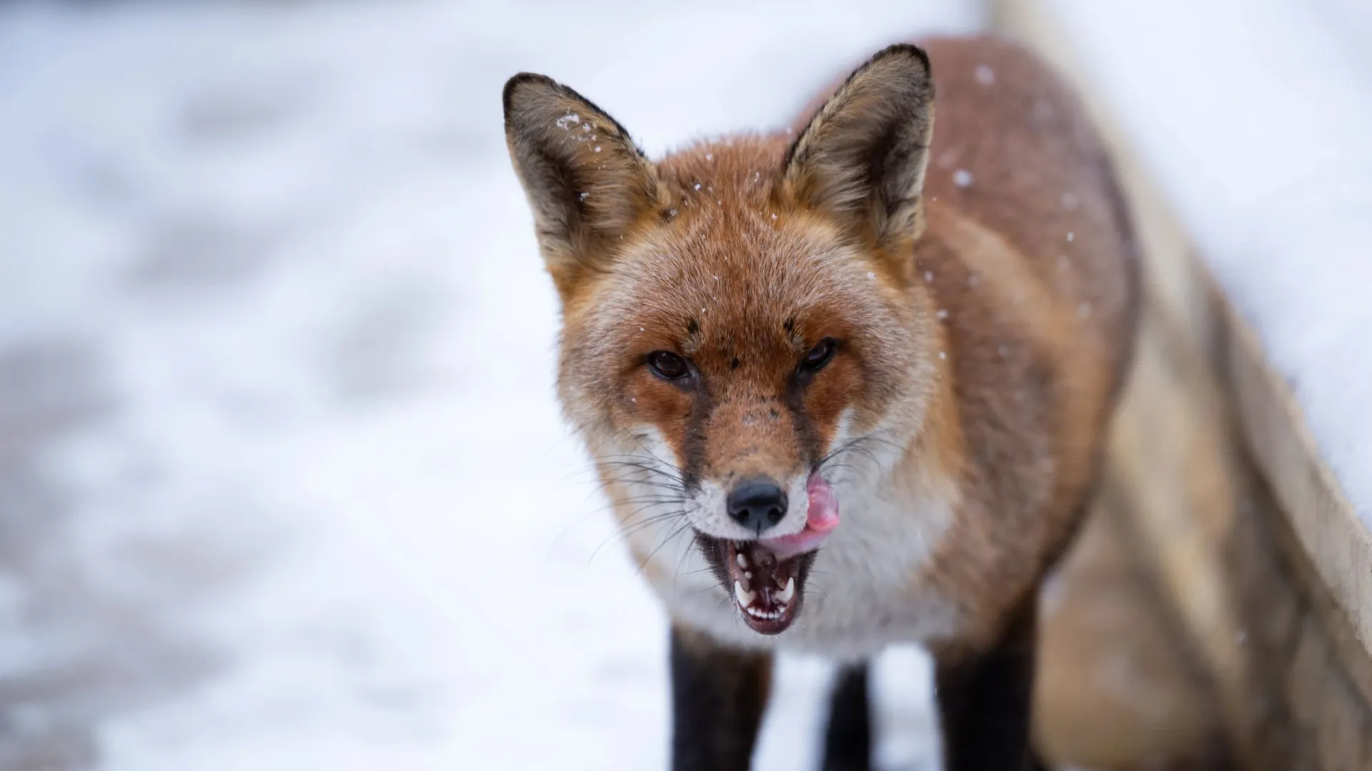 Фото: Leonid Lev / Shutterstock / Fotodom