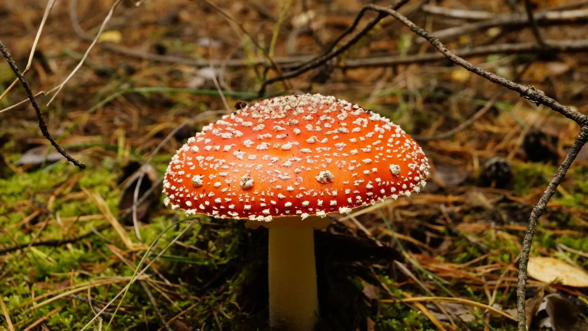 Фото: Shpileva Irina/Shutterstock/Fotodom