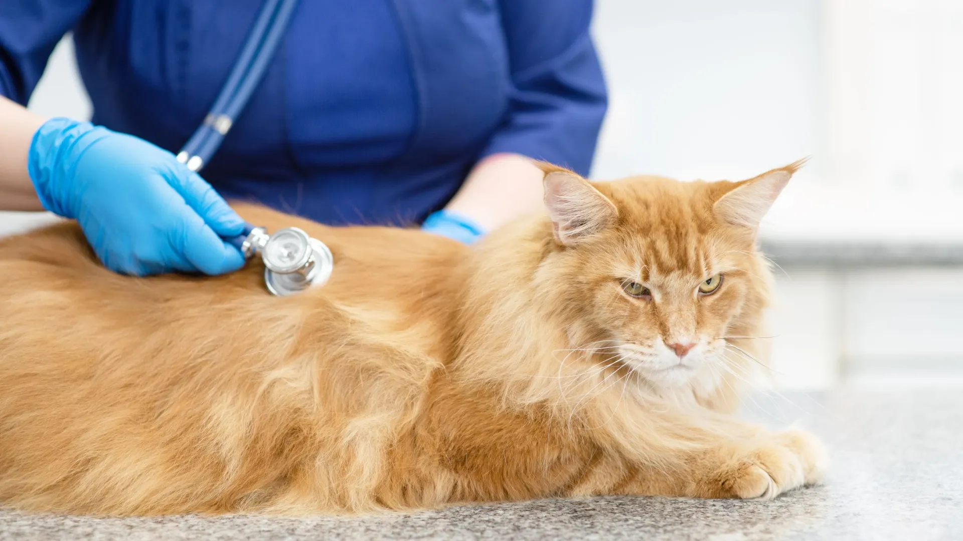 Фото: Ermolaeva Olga 84 / Shutterstock / Fotodom