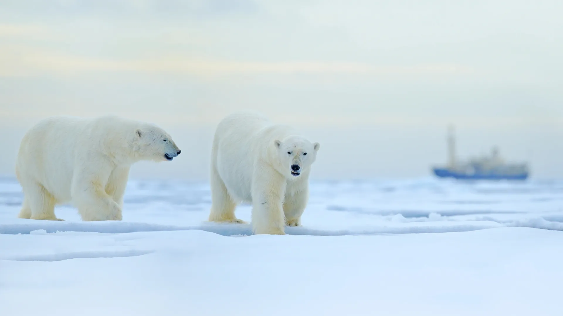 Фото: Ondrej Prosicky / Shutterstock / Fotodom